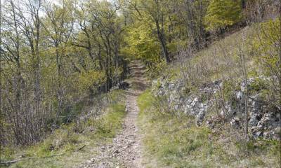 Le large sentier qui descend de St-Cergue