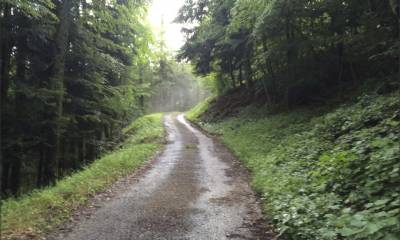 Au départ dans la forêt sur le chemin des gorges